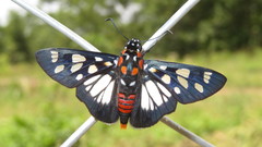 Abantis paradisea