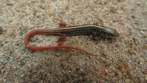 Boulenger’s scrub lizard, Nucras boulengeri