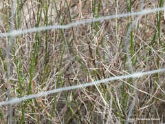 Chrysojasminum fruticans
