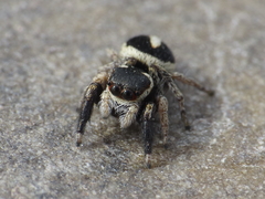 Pellenes geniculatus