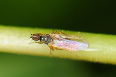 Tachydromiinae