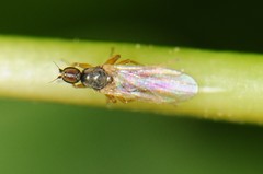 Tachydromiinae