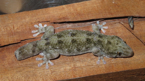 Warty Thick-toed Gecko, Elasmodactylus tuberculosus