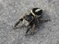 Pellenes geniculatus