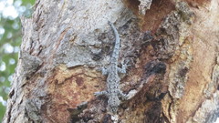 Lygodactylus gutturalis