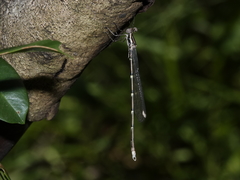 Episynlestes albicaudus