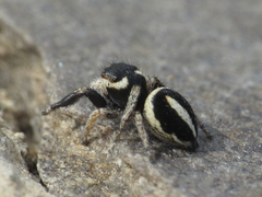Pellenes geniculatus