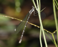 Episynlestes albicaudus
