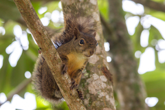 Sciurus aestuans ingrami