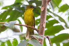 Orthogonys chloricterus