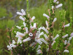 Erica perspicua perspicua