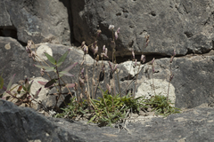 Silene turgida