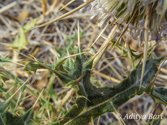 Echinops echinatus