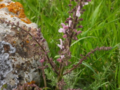 Salvia hierosolymitana