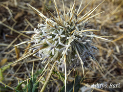 Echinops echinatus