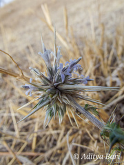 Echinops echinatus