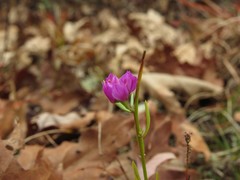 Polygala curtissii