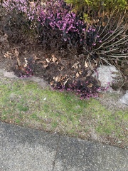 Erica carnea