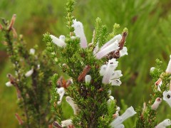 Erica perspicua perspicua