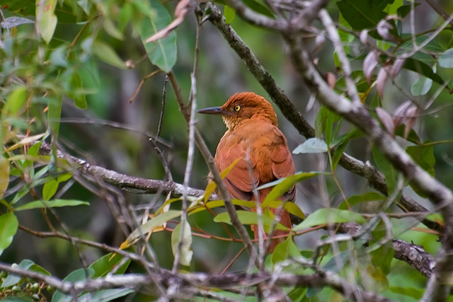 Clibanornis Foliage-gleaners