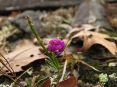 Polygala curtissii