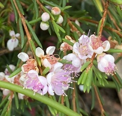 Hypocalymma strictum