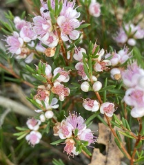 Hypocalymma strictum