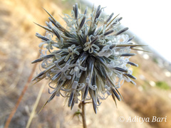 Echinops echinatus