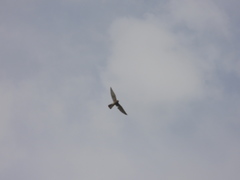 Falconiformes