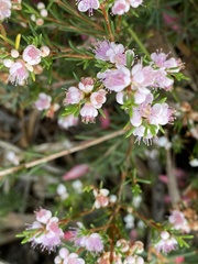 Hypocalymma strictum