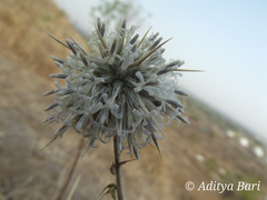 Echinops echinatus