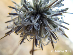 Echinops echinatus