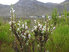 Erica perspicua perspicua