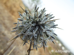 Echinops echinatus