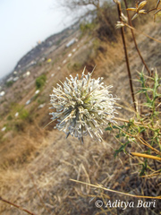 Echinops echinatus