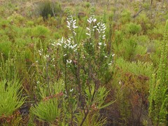 Erica perspicua perspicua