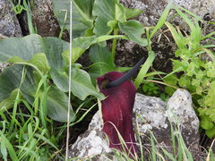 Arum palaestinum