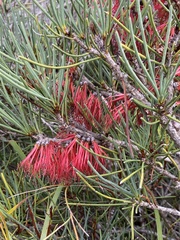 Melaleuca gracilis