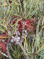 Melaleuca gracilis