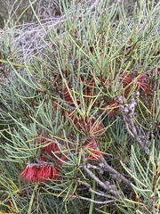 Melaleuca gracilis