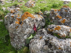 Arum palaestinum