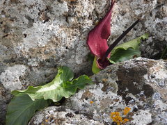 Arum palaestinum
