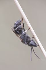 Lasioglossum discus