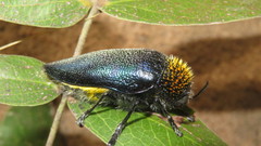 Sternocera pulchra