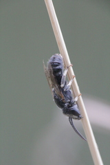 Lasioglossum discus