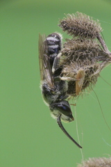 Lasioglossum discus