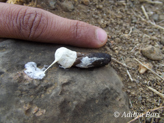 Centropus sinensis parroti