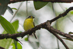 Todirostrum poliocephalum