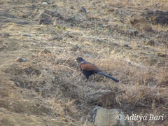 Centropus sinensis parroti