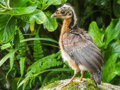 Dusky-Legged Guan photo 4